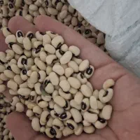 لوبیا چشم بلبلی