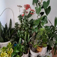 انواع گل و گلدان های خالی|گل و گیاه طبیعی|اراک, |دیوار