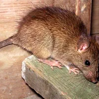 سمپاشی تضمینی و تخصصی سوسک موش و ..|خدمات نظافت|یزد, |دیوار