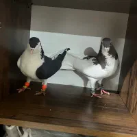 کبوتر جفتگاه و پرش