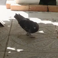 یک جفت کبوتر ترکیه رو تخم