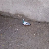 دوبر|پرنده|اردبیل, |دیوار