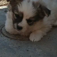 پاپی حدود چهار ماهه