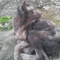 سگ بومی|حیوانات|رشت, ولکس|دیوار