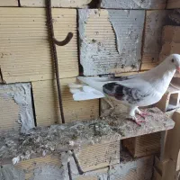 کبوتر دوکت|پرنده|بندرعباس, |دیوار