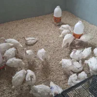 بوقلمون بیوتی