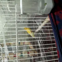 قناری|پرنده|تویسرکان, |دیوار