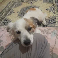 سگ فیندو روباهی واگذاری|سگ|سنندج, |دیوار