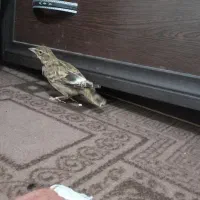 دوتا سهره خاکی نر  ریز خوان پا سفید جوجه قفس|پرنده|اردبیل, |دیوار