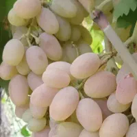 انگور رسیده آب دار برا کیفیتم ک تو عکس معلوم