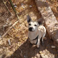 سگ پاکوتاه معاوضه ای|سگ|یزد, |دیوار