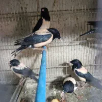مینا صورتی تایوانی