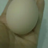 هیلکه ی محلی تمام درشت