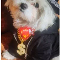 سگ عروسکی|سگ|ماکو, |دیوار