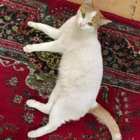 واگذاری رایگان گربه خانگی