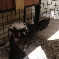 جوجه 3ماهه لهستانی