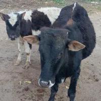 2عددگوساله نر قیمت  ۹۰تومان