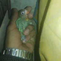 جوجه کوتوله|پرنده|زابل, |دیوار