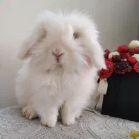 خرگوش ماده اصیل و اسباب بازی خرگوش|موش و خرگوش|مشهد, تربیت (صدف)|دیوار