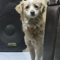 واگذاری سگ|سگ|برخوار, |دیوار