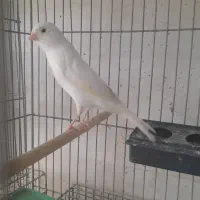 فروش جفت قناری ودوتا جوجه