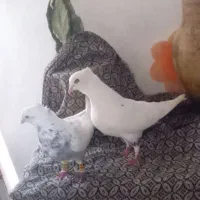 کفتر دم