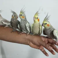 عروس هلندی|پرنده|یزد, |دیوار