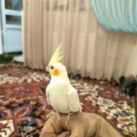 عروس هلندی فول اهلی
