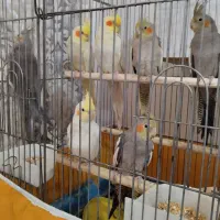 عروس هلندی ، سخنگو|پرنده|اسلام‌شهر, شهرک قائمیه|دیوار