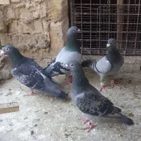 کبوتر