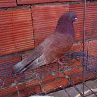 کبوتر سرور و سرخ|پرنده|کرمان, |دیوار