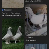 کبوتر شقشقی گم شده