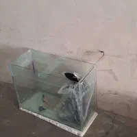 آکواریوم با لوازم