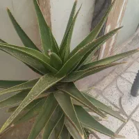 گل زیبا و بزرگ|گل و گیاه طبیعی|نیشابور, گنبد سبز|دیوار