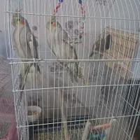 عروس هلندی