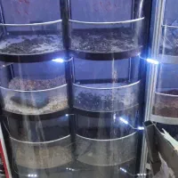 استند اجیل