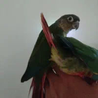 معاوضه دو گرینچیک با یک ملنگو ماده