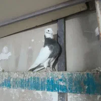 ۴ عدد طوقی نر درجه یک یک|پرنده|نورآباد, |دیوار