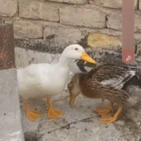 دو عدد اردک