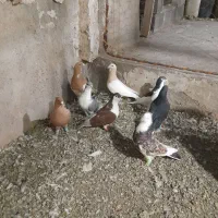 کفتر پرشی زدو خردی