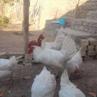 ۴ تا خروس جوان