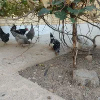 مرغ خروس گلین زیبا|حیوانات مزرعه|فولادشهر, B2|دیوار