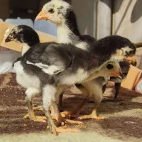 مرغ وخروس اوشامووارداتی وتخم انها|حیوانات مزرعه|آسارا, |دیوار