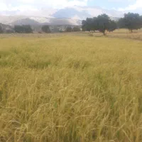 فروش زمین .برنج. باغ.گلخانه.گاوداری|فروش زمین و ملک کلنگی|یاسوج, |دیوار