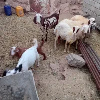 بزپلنگی بادوبزغاله
