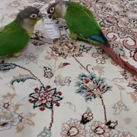 طوطی گرینچیک گمشده