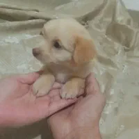 توله سگ اشپیدز