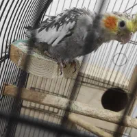 عروس هلندی بالغ|پرنده|نکا, |دیوار