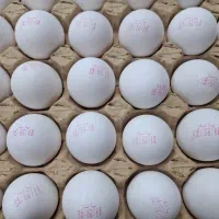 تخم مرغ هر شانه زیر قیمت