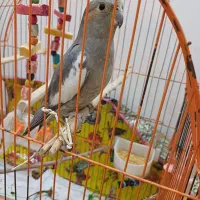 عروس هلندی گم شده